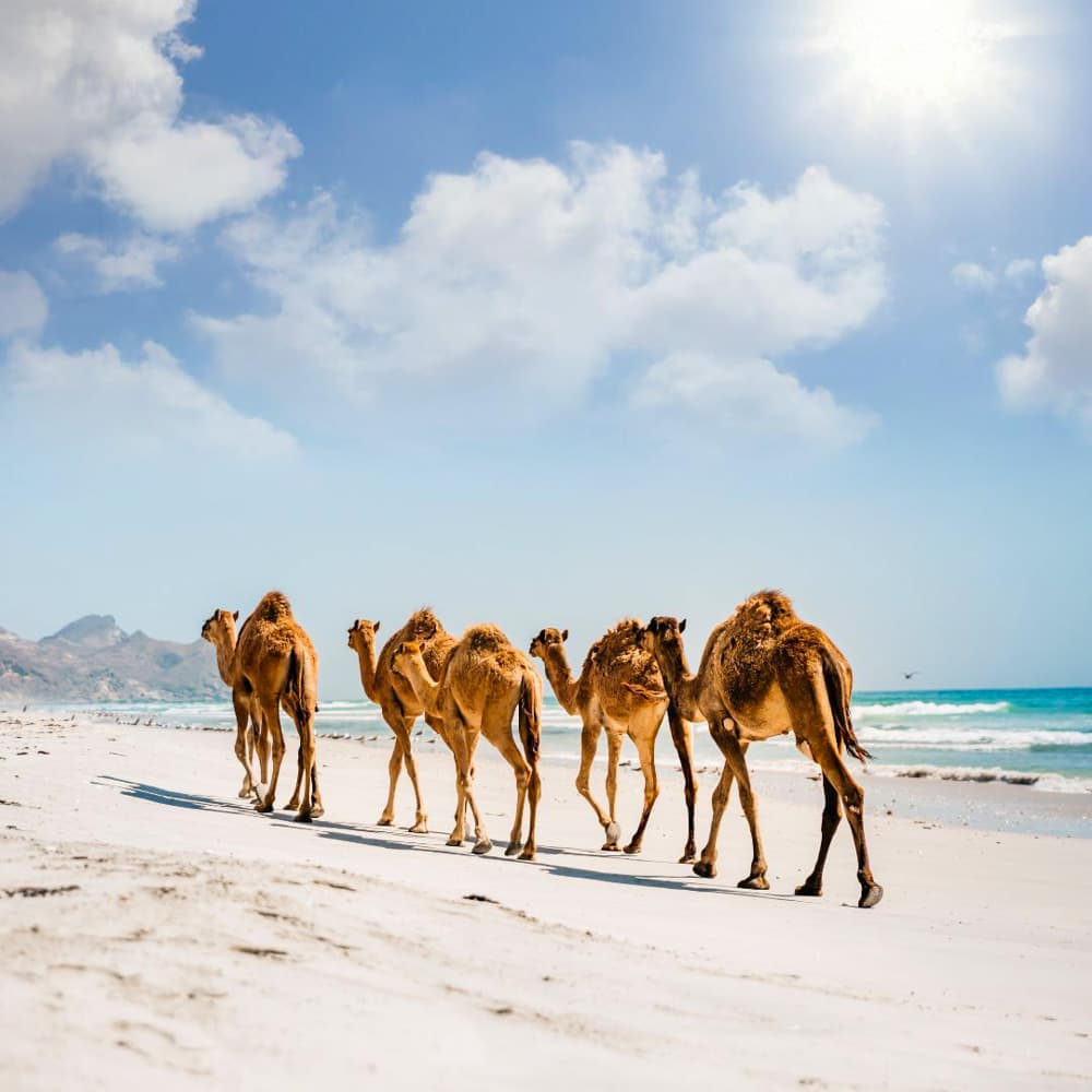 Al Baleed Resort Salalah by Anantara — 