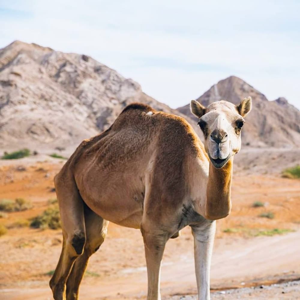 Al Faya Retreat — 