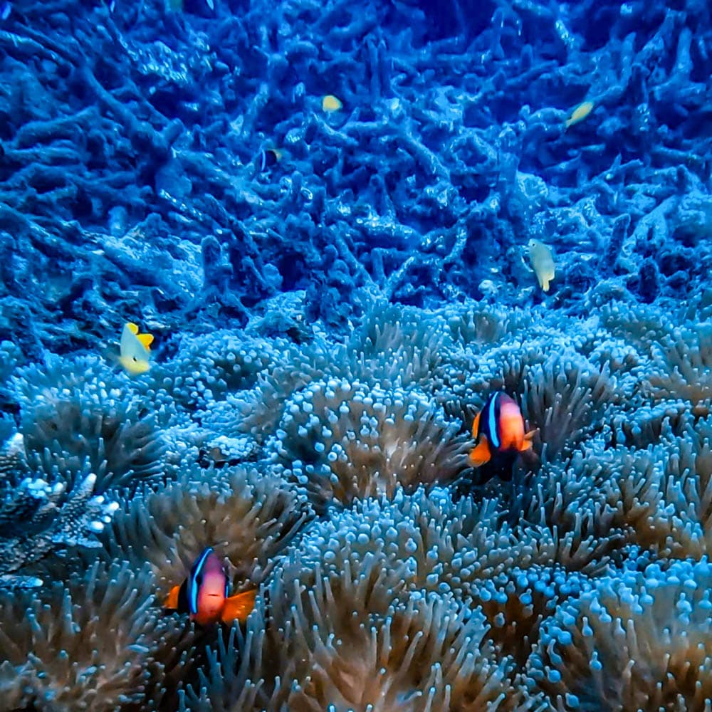Keppel Dive Cruises & Water Sports — 