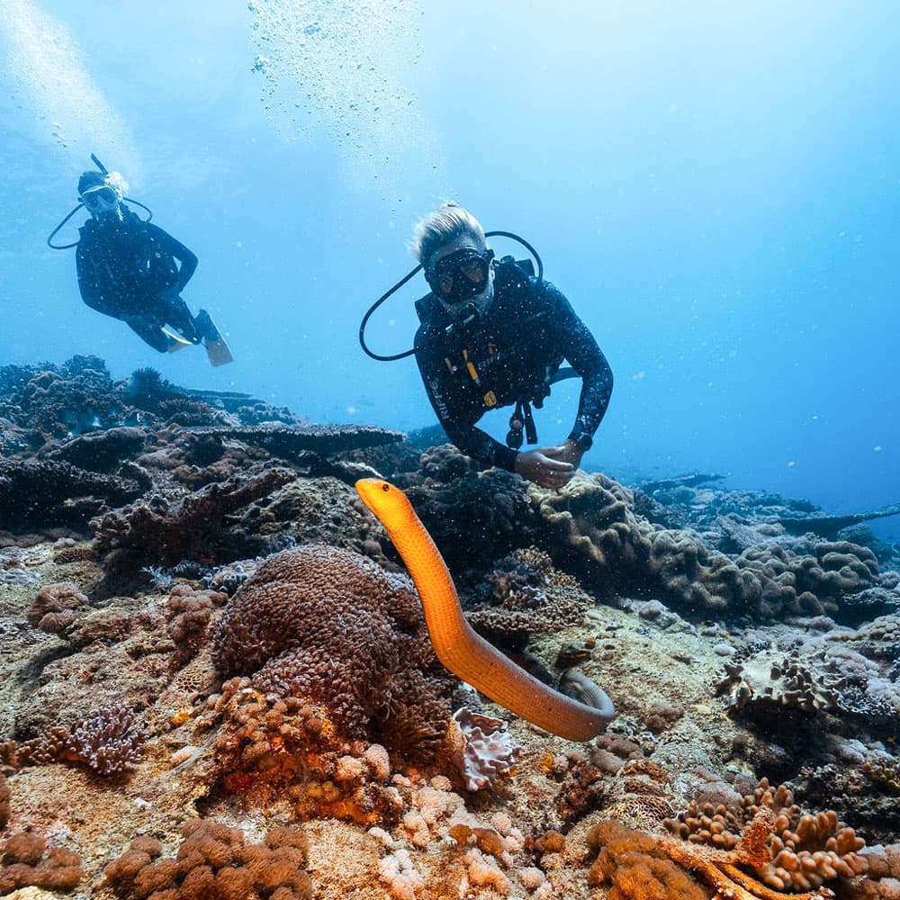 Keppel Dive Cruises & Water Sports — Capricorn Coast, Queensland, Australia, Oceania