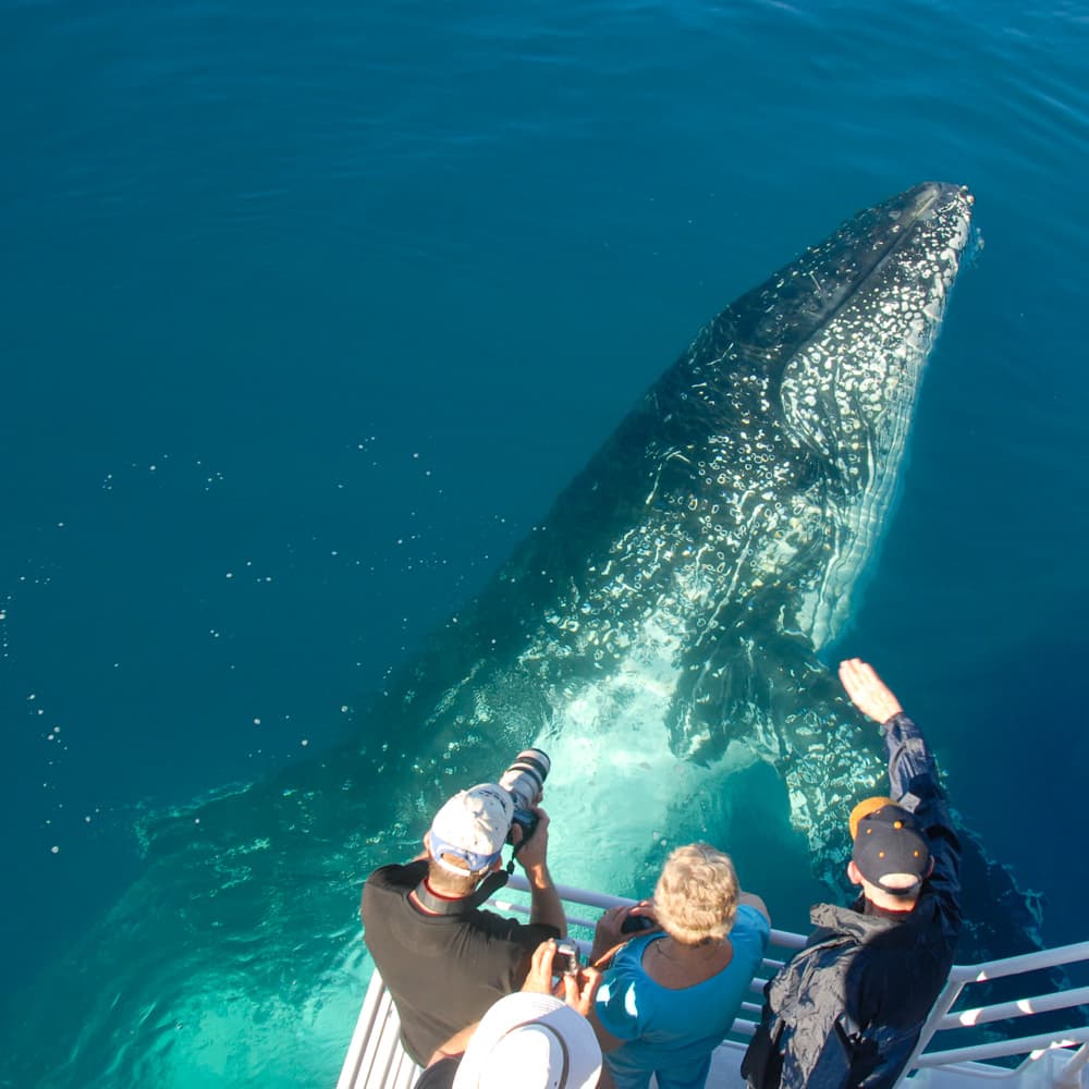 Whalesong Cruises — 