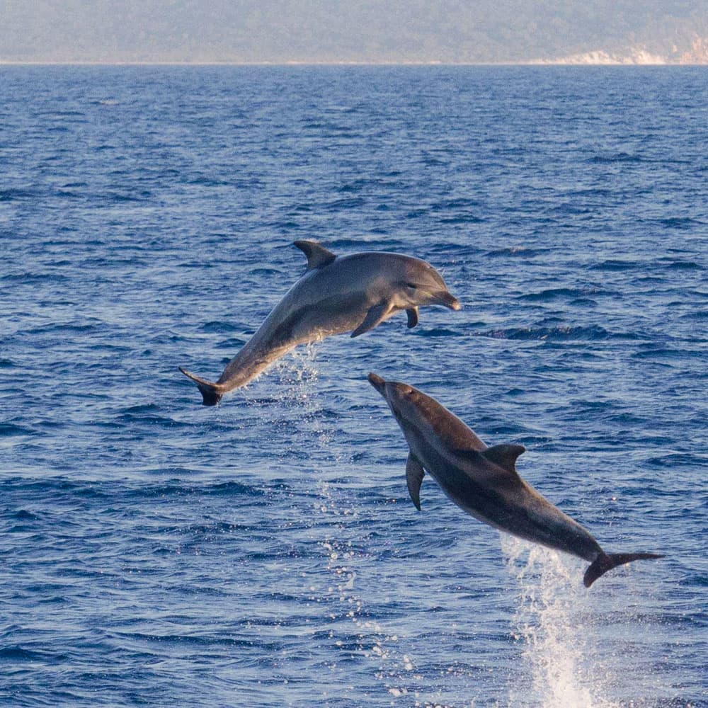 Whalesong Cruises — 