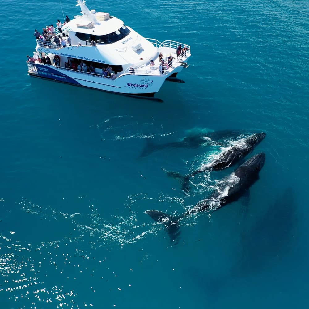 Whalesong Cruises — Queensland, Australia, Oceania