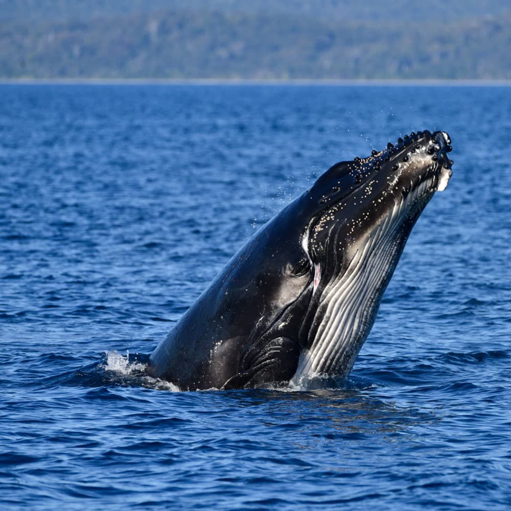 Whalesong Cruises — 