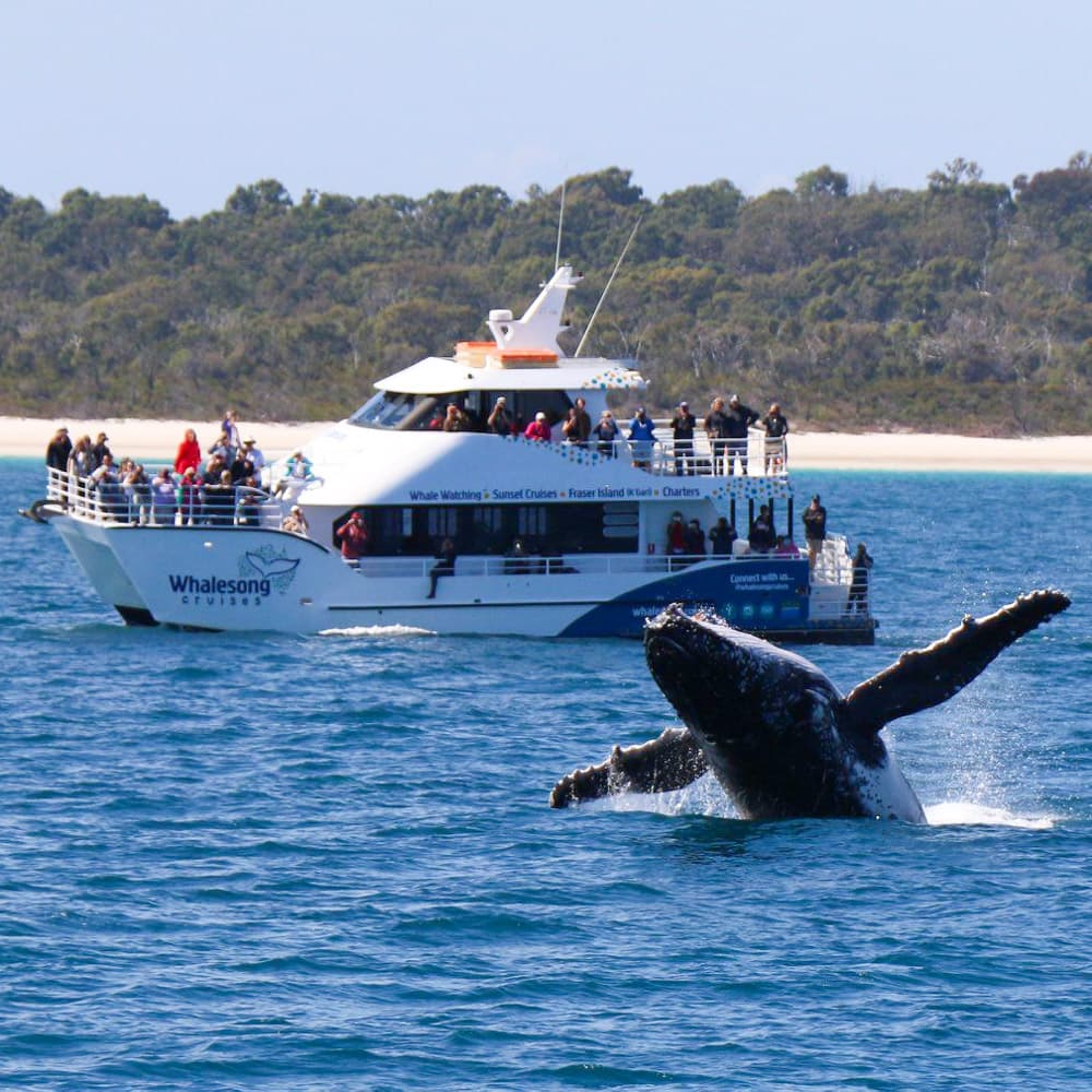 Whalesong Cruises — 