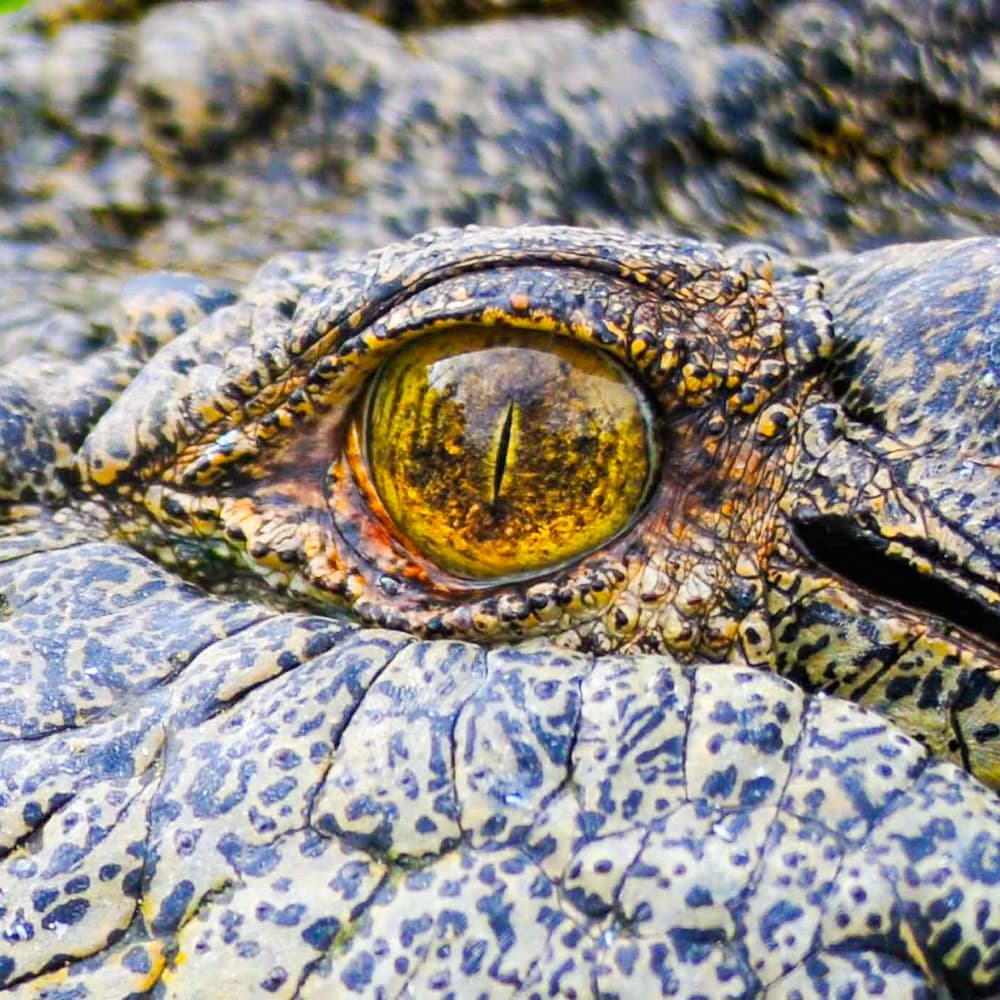 Koorana Crocodile Farm — 