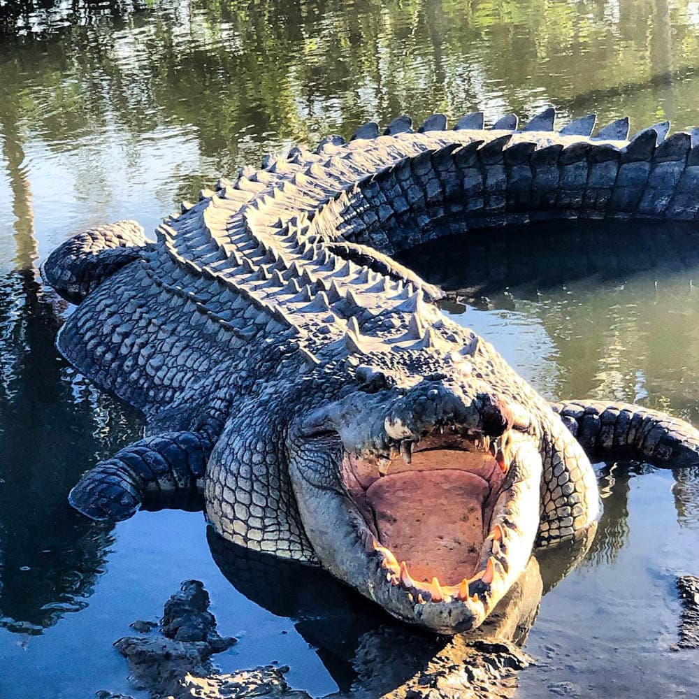Koorana Crocodile Farm — 