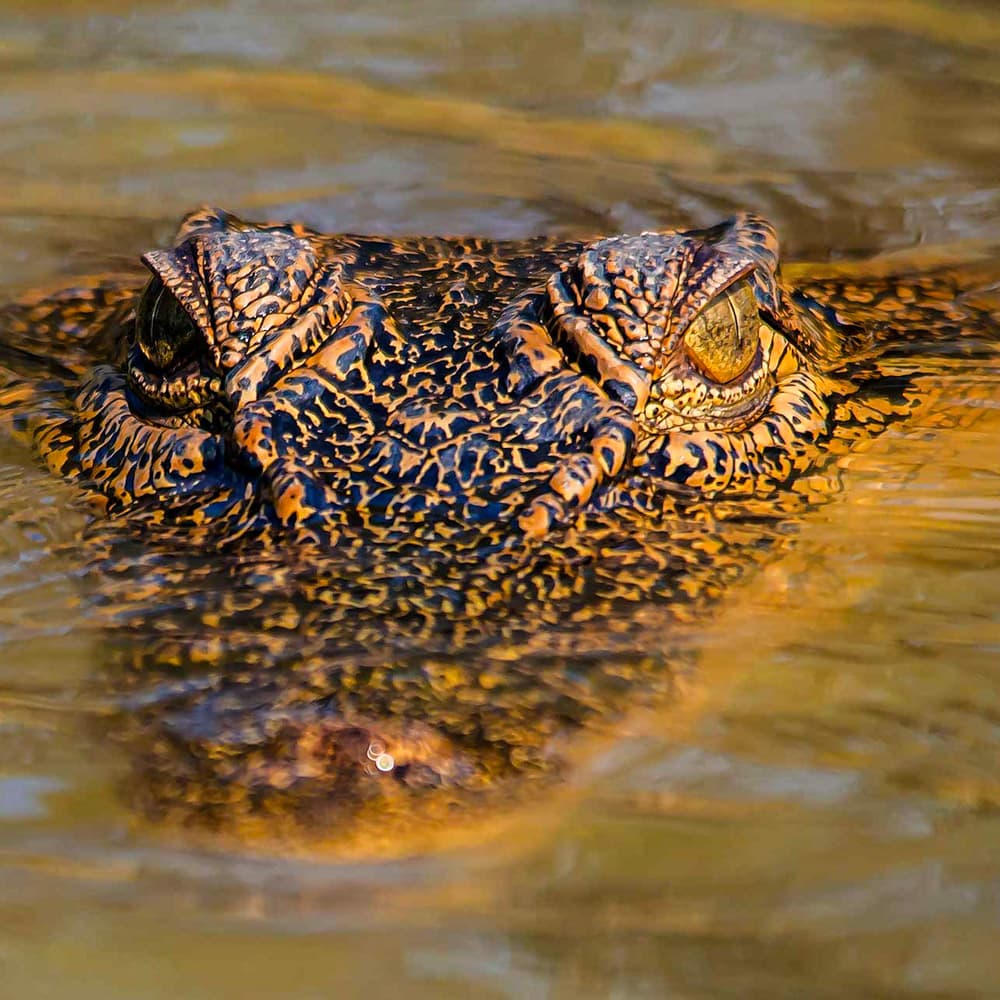 Koorana Crocodile Farm — 