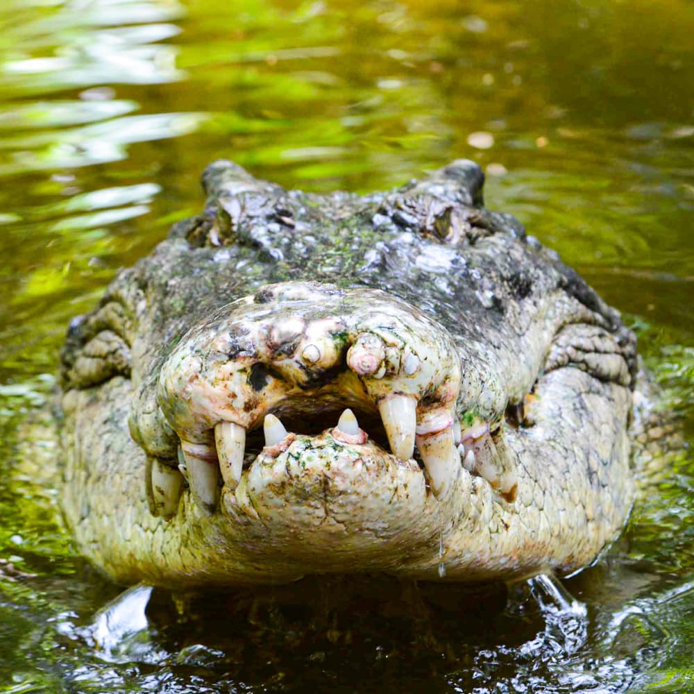 Koorana Crocodile Farm — Capricorn Coast, Queensland, Australia, Oceania