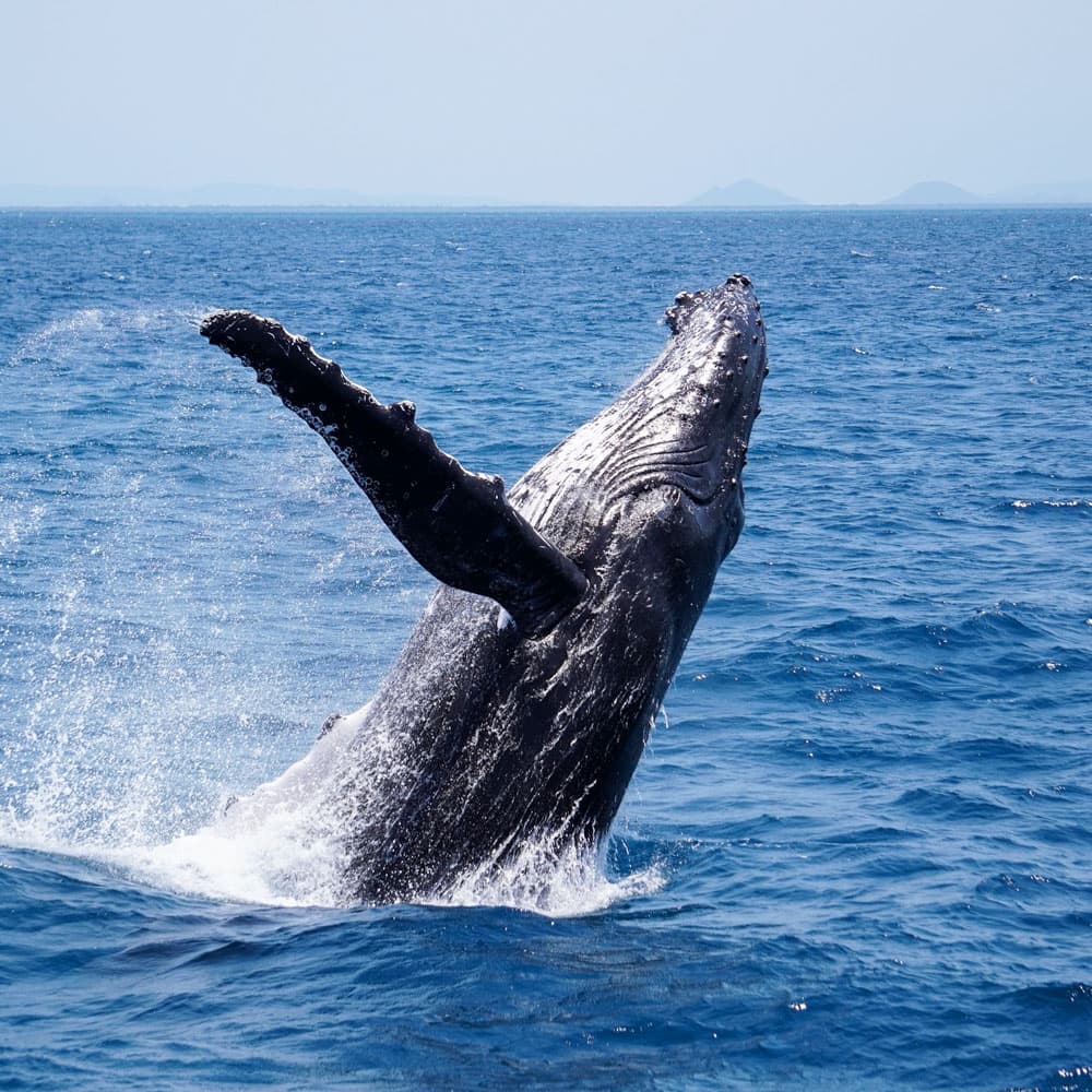 Moreton Bay — Brisbane, Queensland, Australia, Oceania