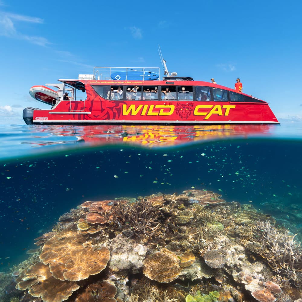 Red Cat Adventures — 