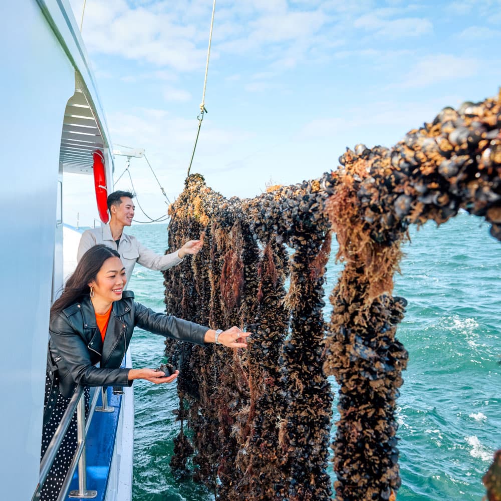 Portarlington Mussel Tours — 