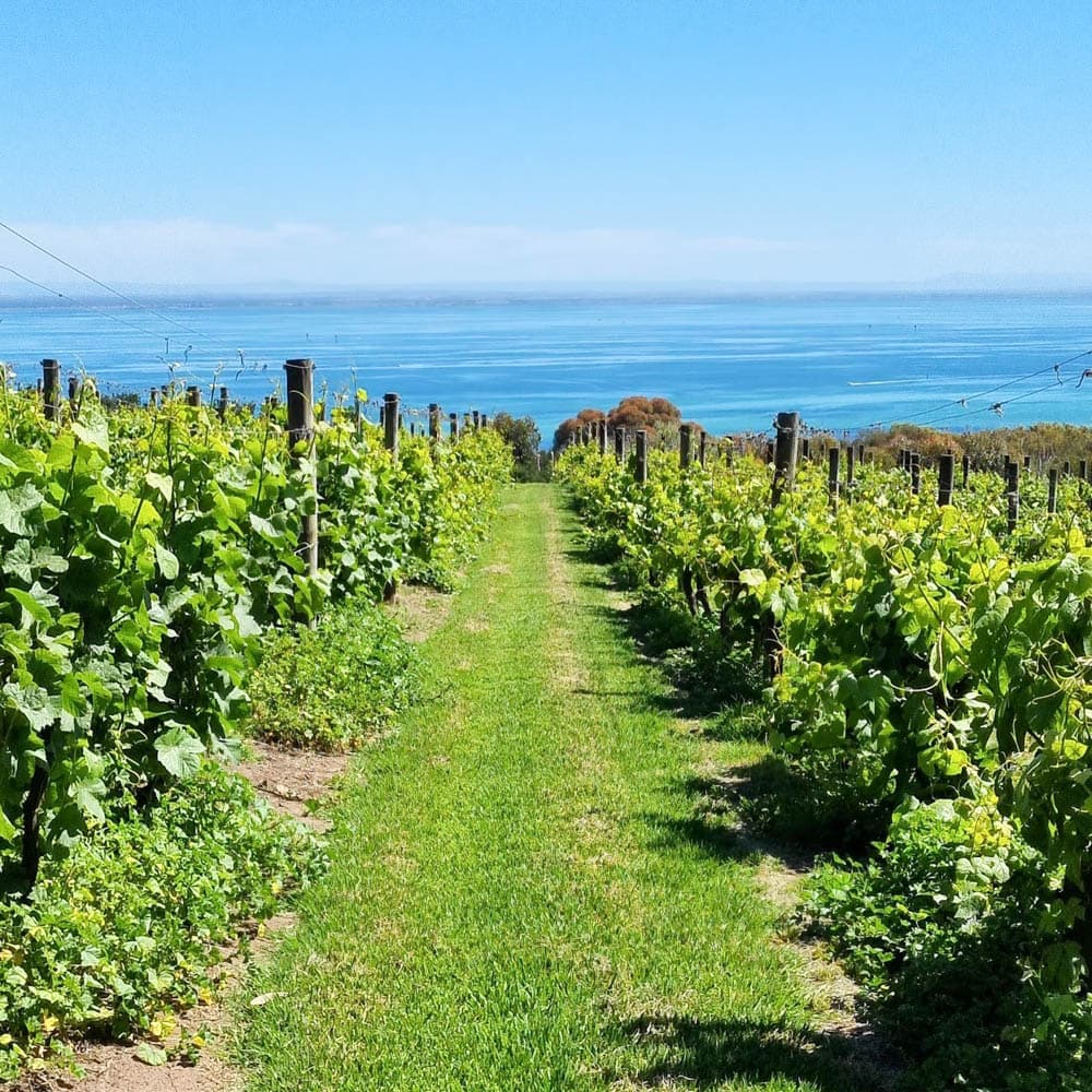 Jack Rabbit Vineyard — 
