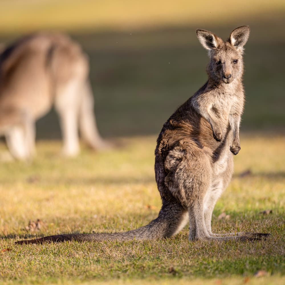 Canberra Guided Tours — 