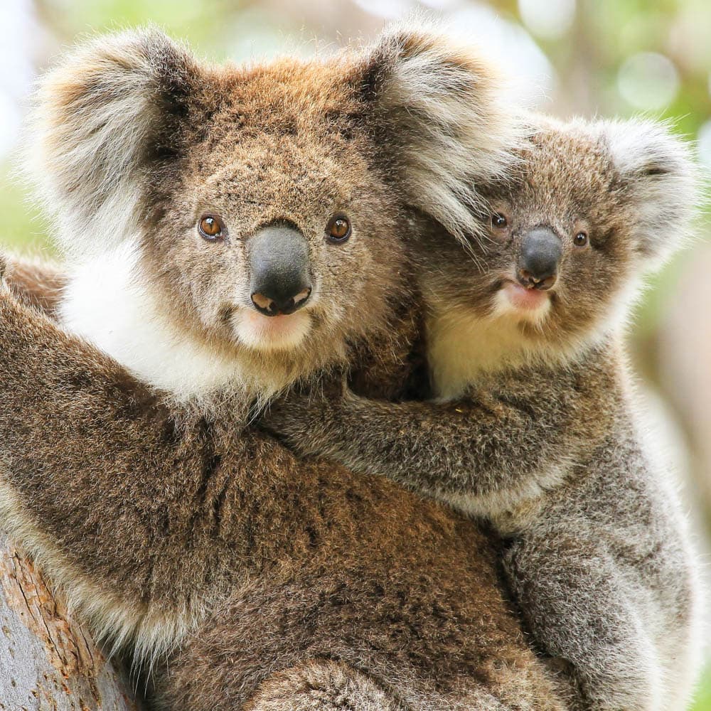 Gippsland — 
