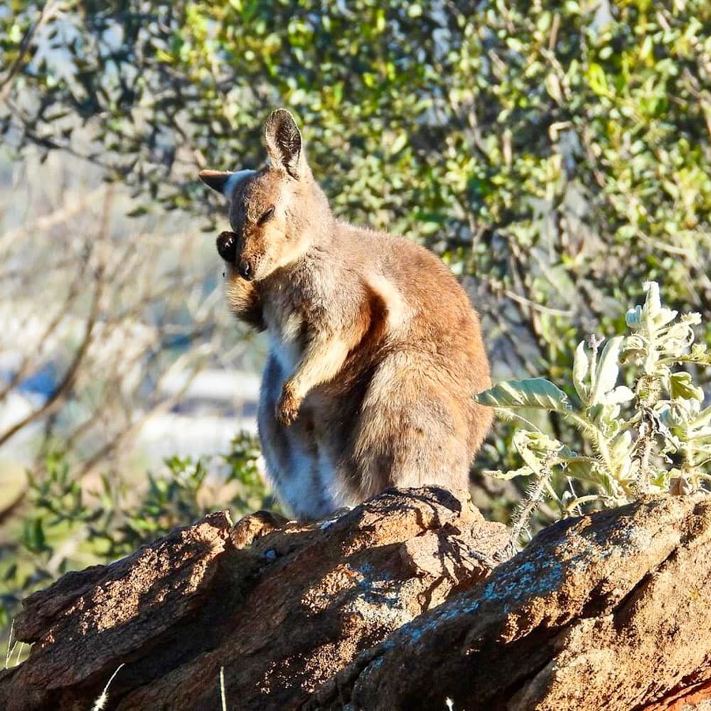 Central Australia — 