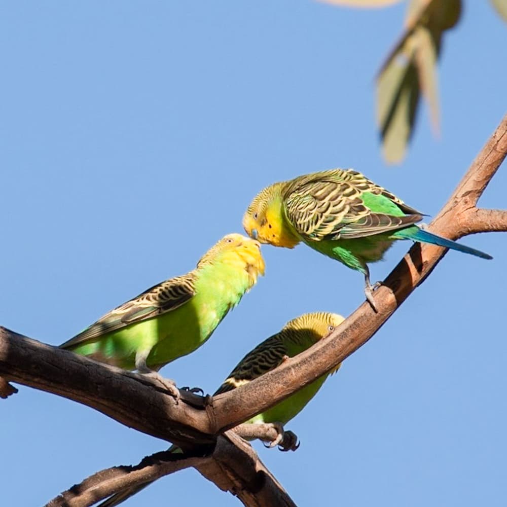 Central Australia — 