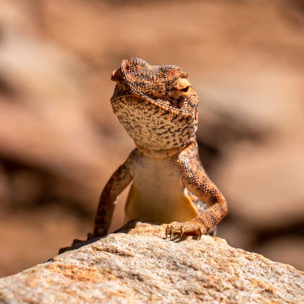 Central Australia — 