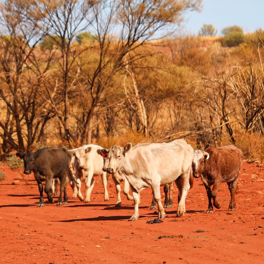 Curtin Springs — The NT, Australia, Oceania