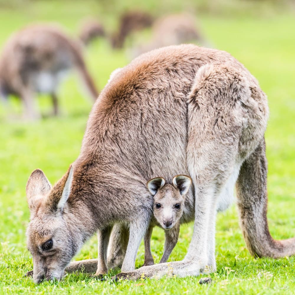 Explore Australia — Australia, Oceania