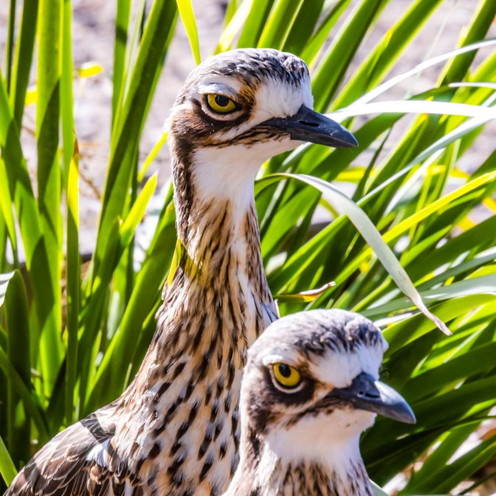 Everglades Eco Safari — 