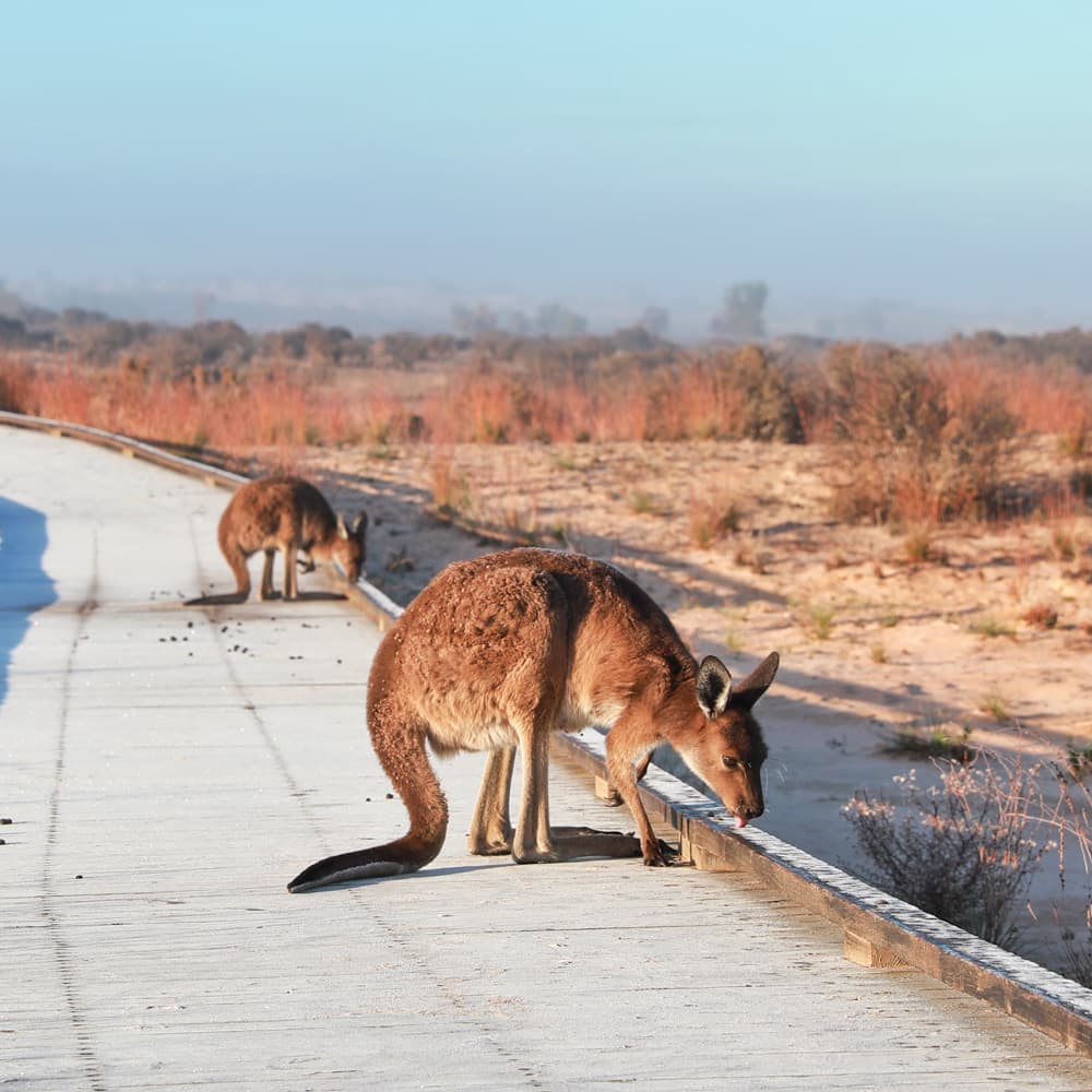 Murray — 