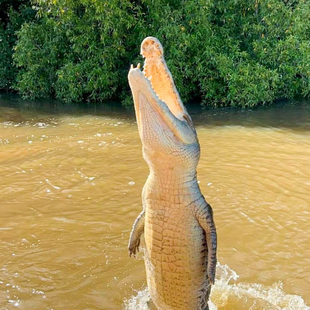 Spectacular Jumping Crocodile Cruises — 