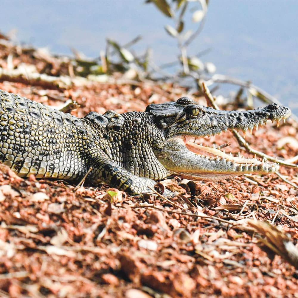 Spectacular Jumping Crocodile Cruises — 