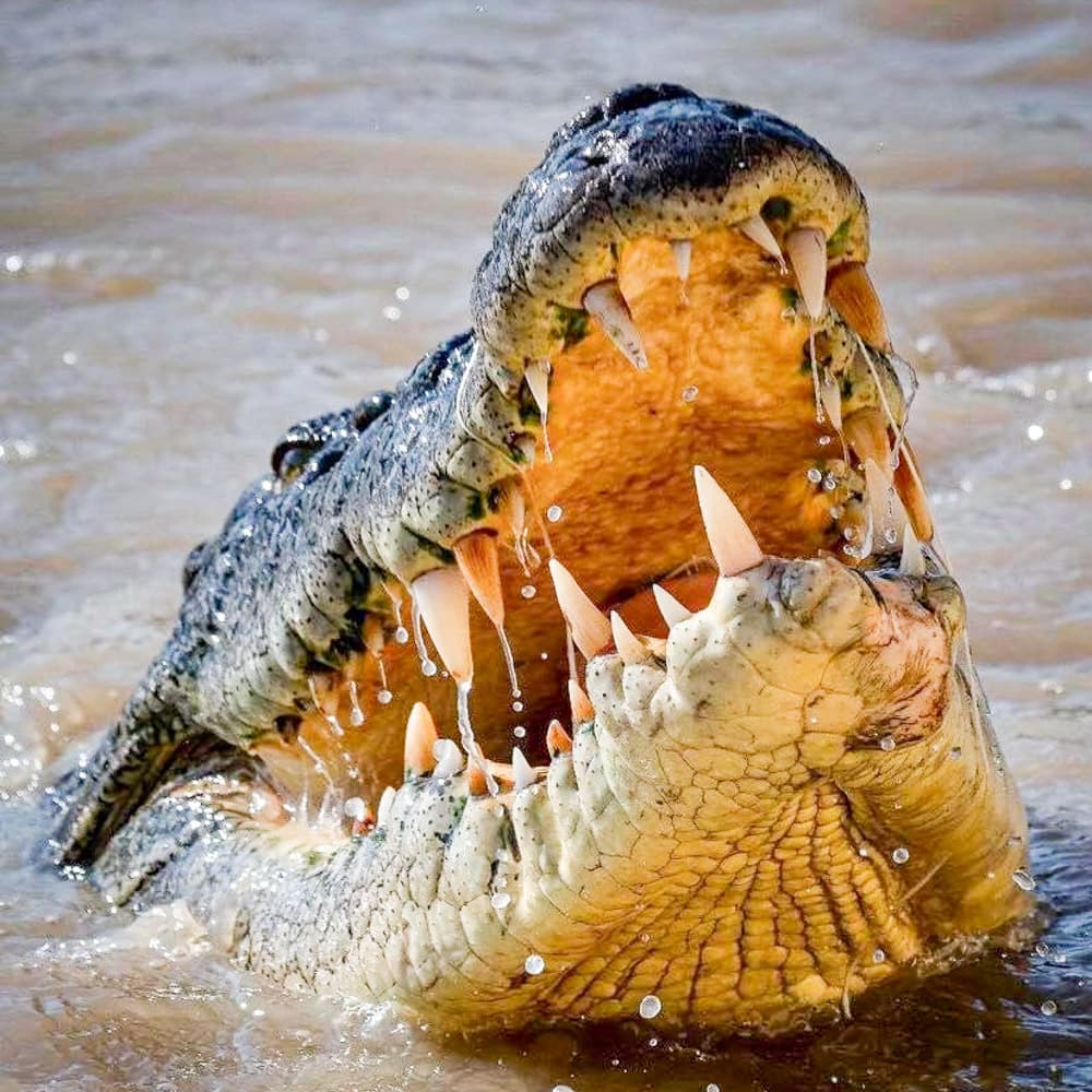 Spectacular Jumping Crocodile Cruises — The NT, Australia, Oceania