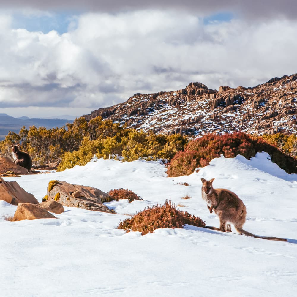 Tassie Tours — 