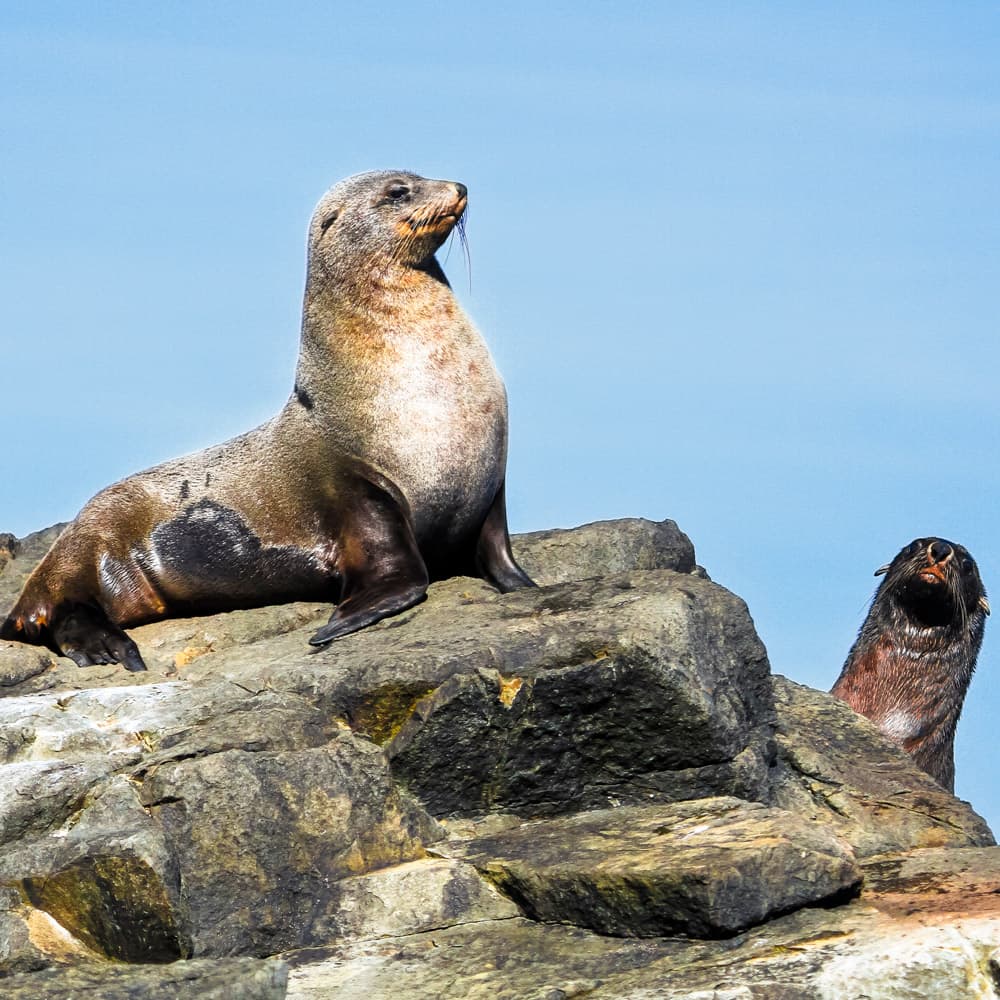 Tassie Tours — 