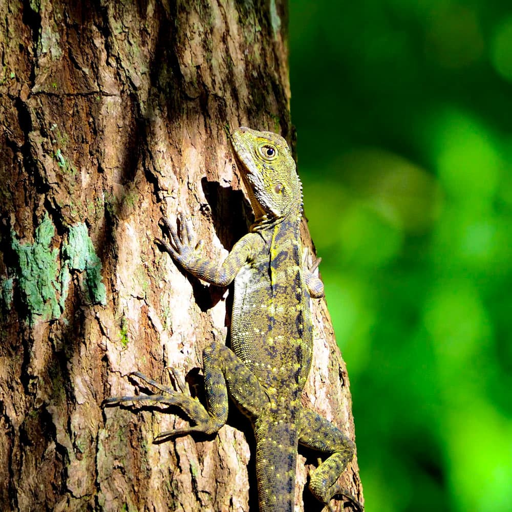 Cairns Adventure Group — 