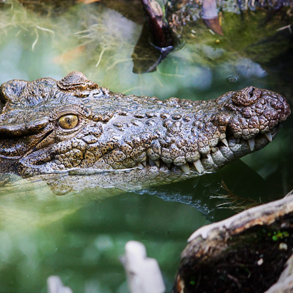 Cairns Adventure Group — 