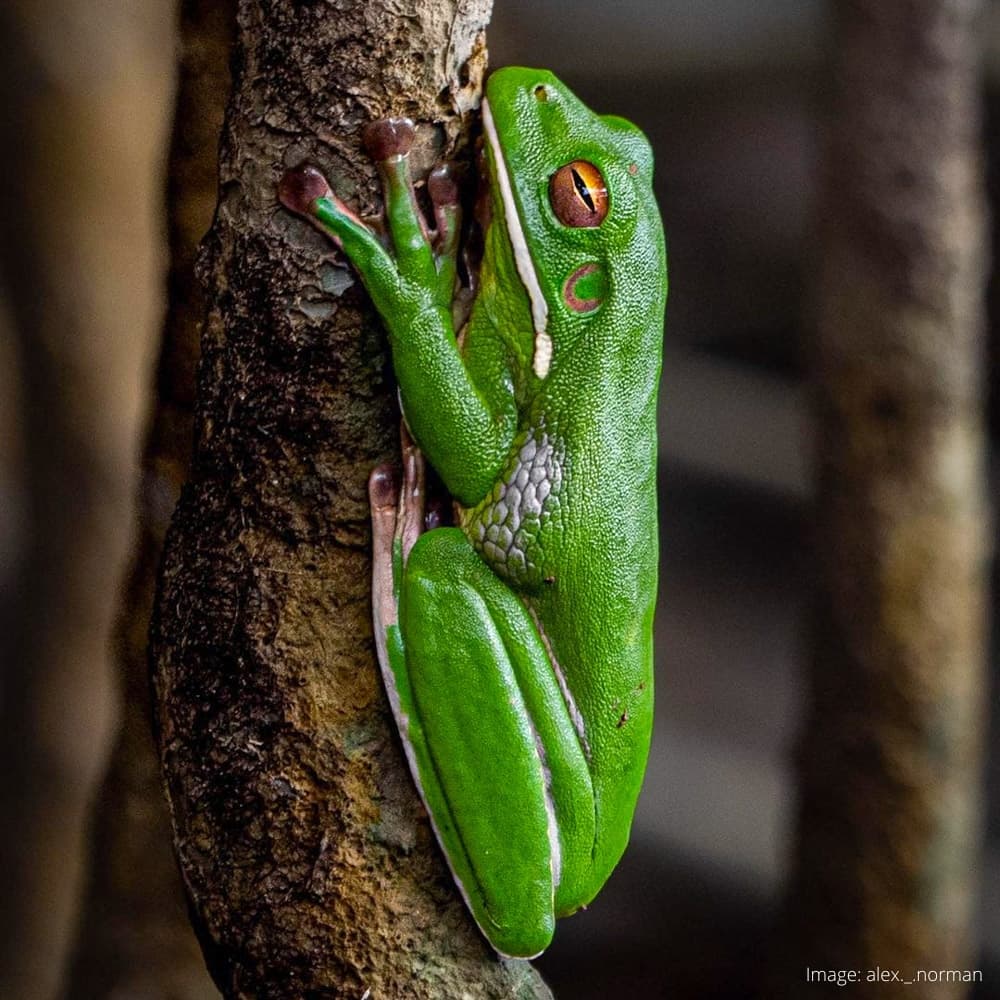 Daintree Discovery Centre — Queensland, Australia, Oceania