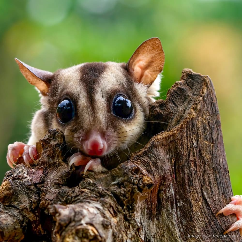 Daintree Discovery Centre — 