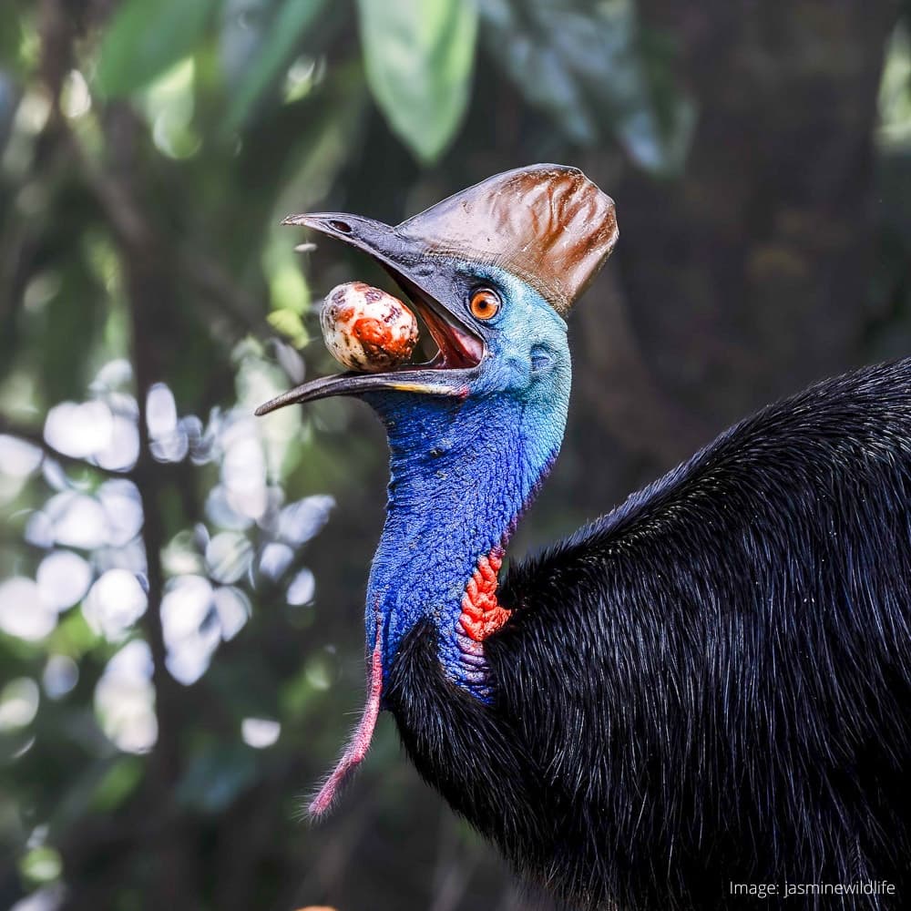 Daintree Discovery Centre — 