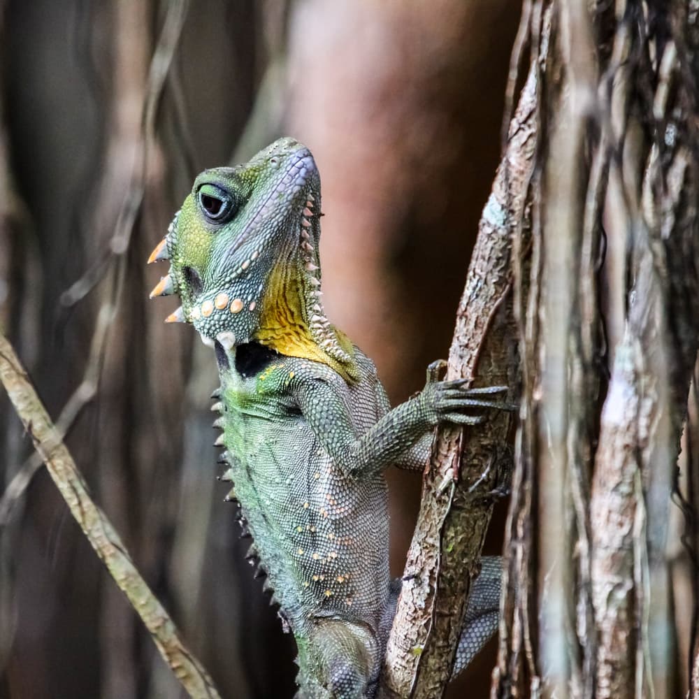 Daintree Discovery Centre — 