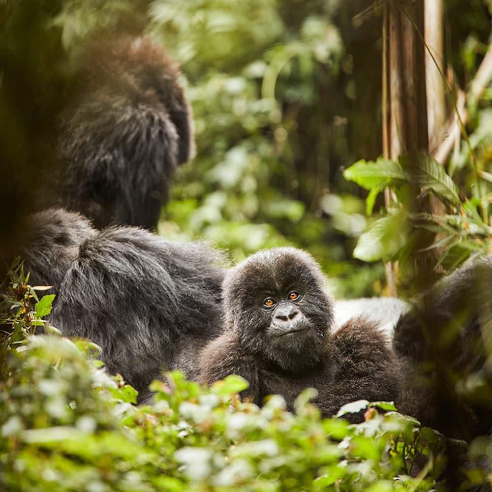 One&Only Gorilla's Nest — 