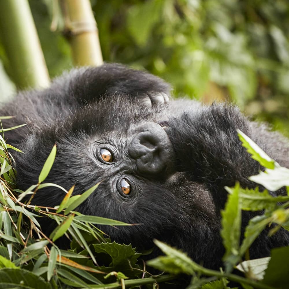 One&Only Gorilla's Nest — 