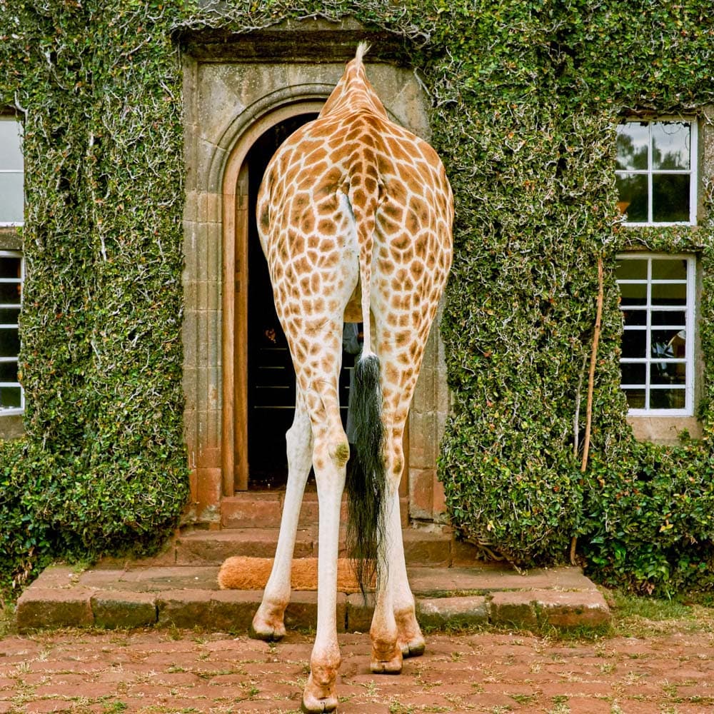 Giraffe Manor, Nairobi — 