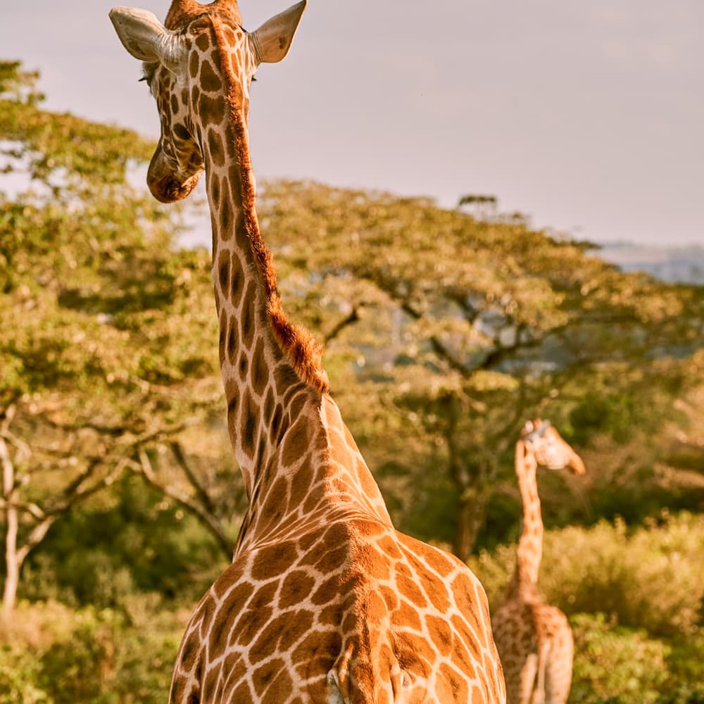 Giraffe Manor, Nairobi — 