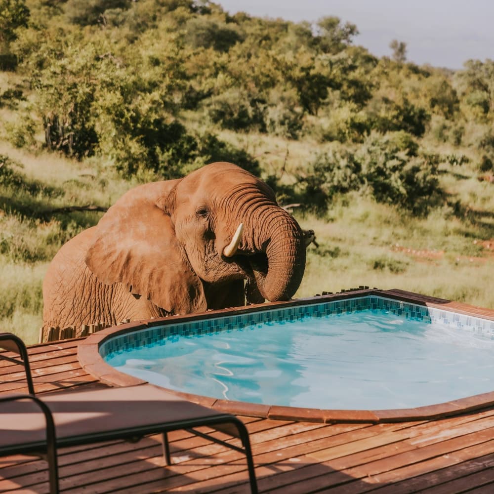 Isambane Camp — South Africa, Africa