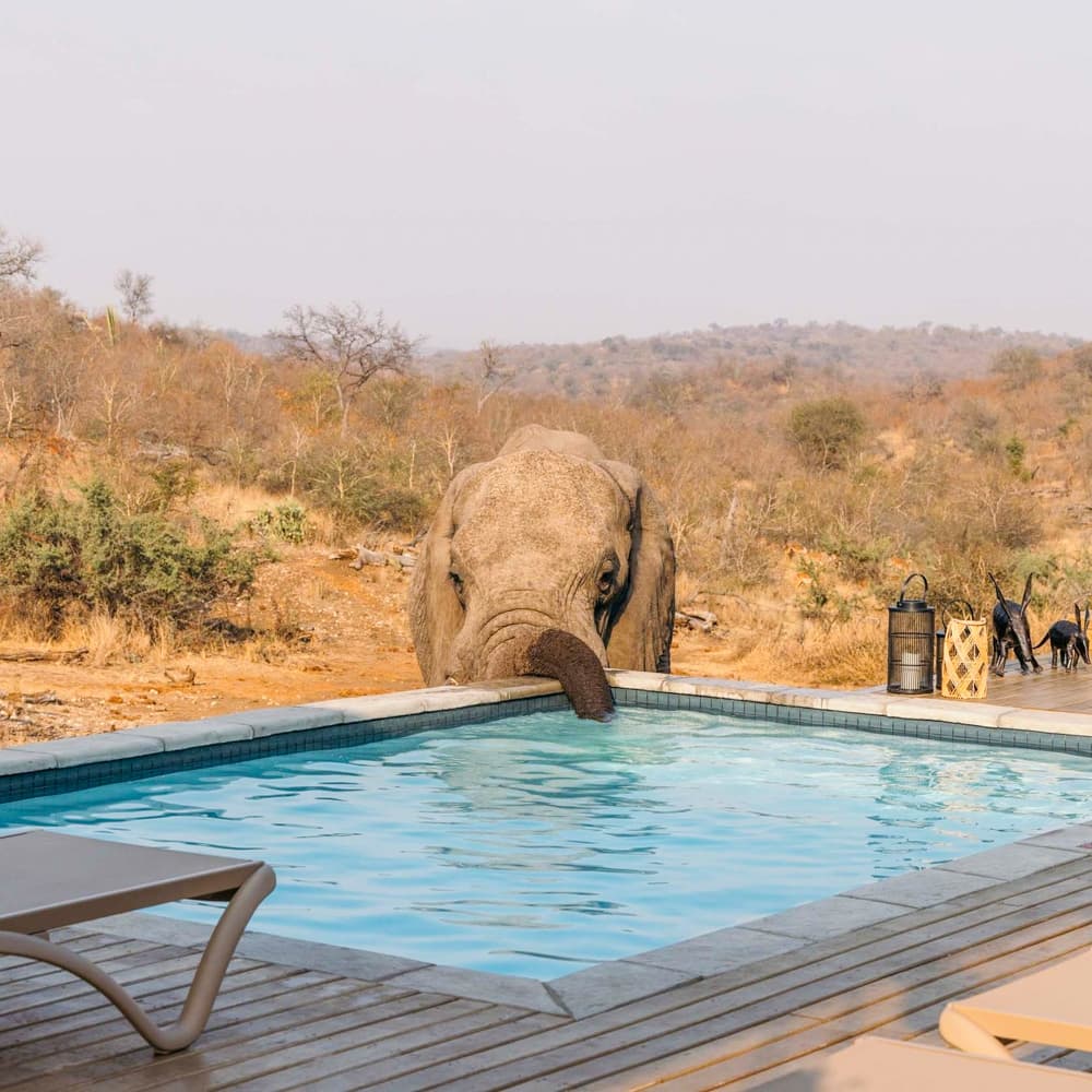 Isambane Camp — 