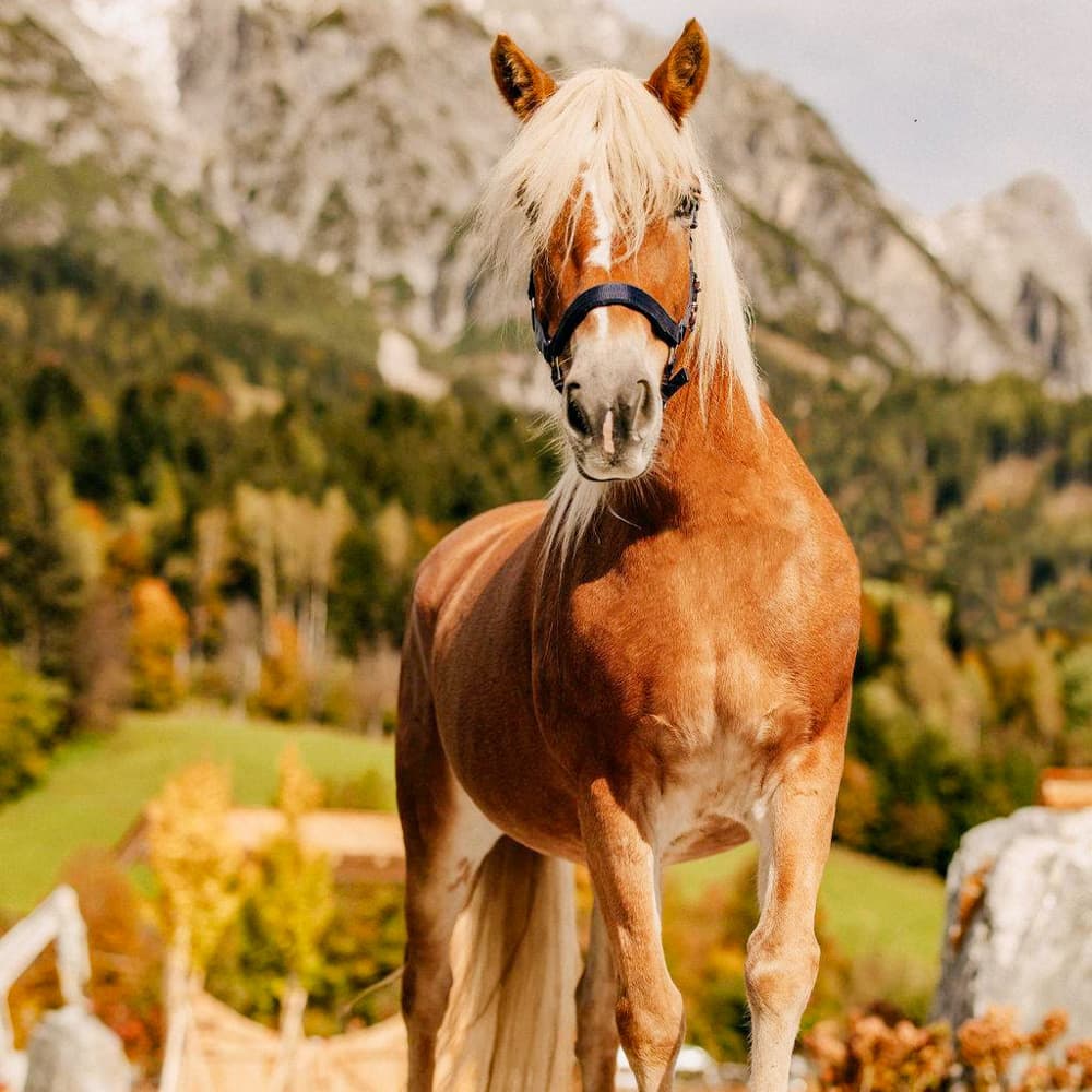 Naturhotel Forsthofgut — 