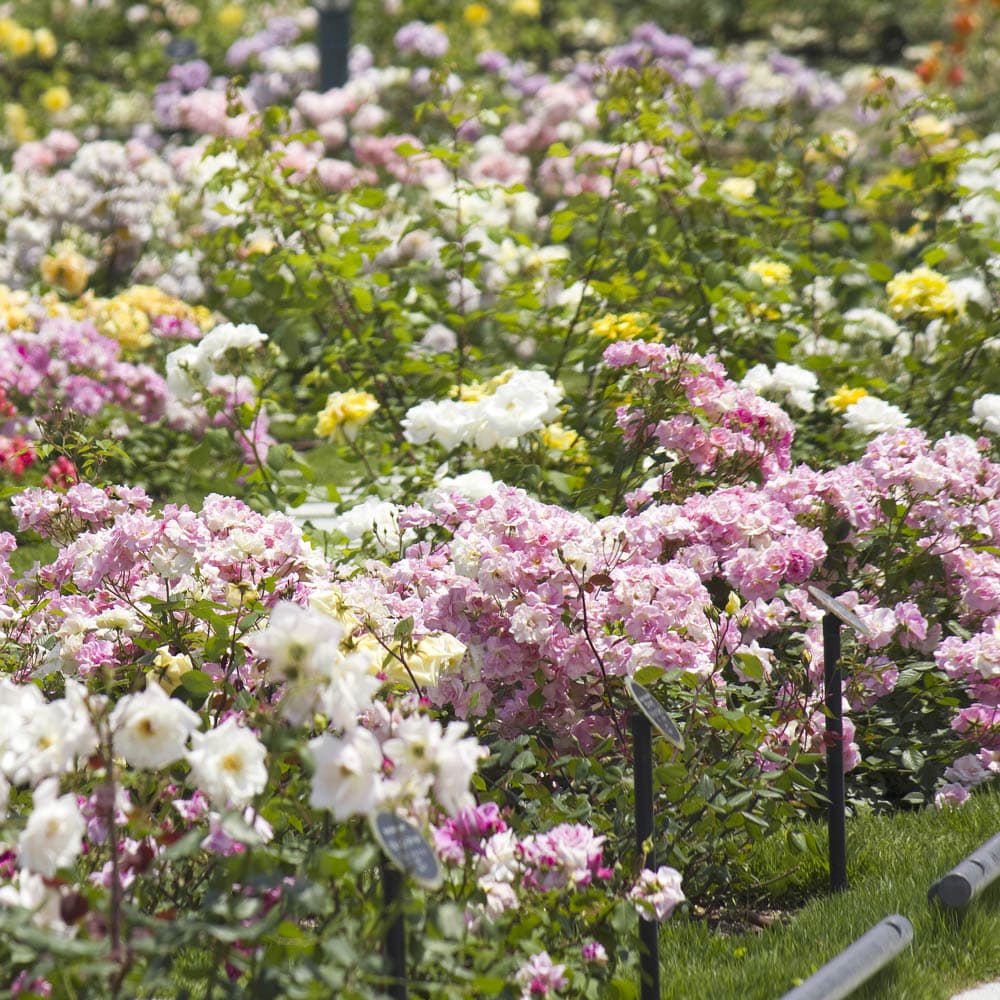 Nakanoshima Park & Rose Garden — 