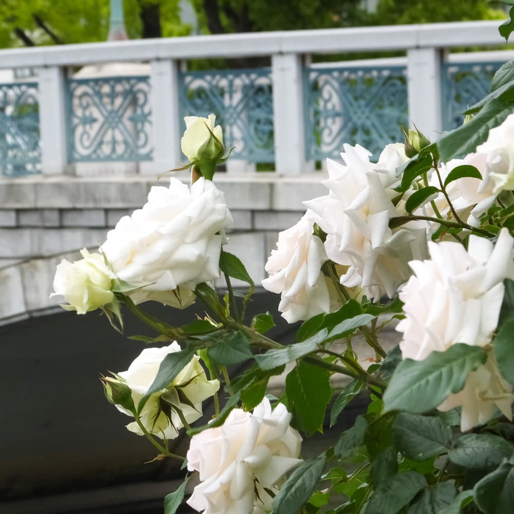 Nakanoshima Park & Rose Garden — 