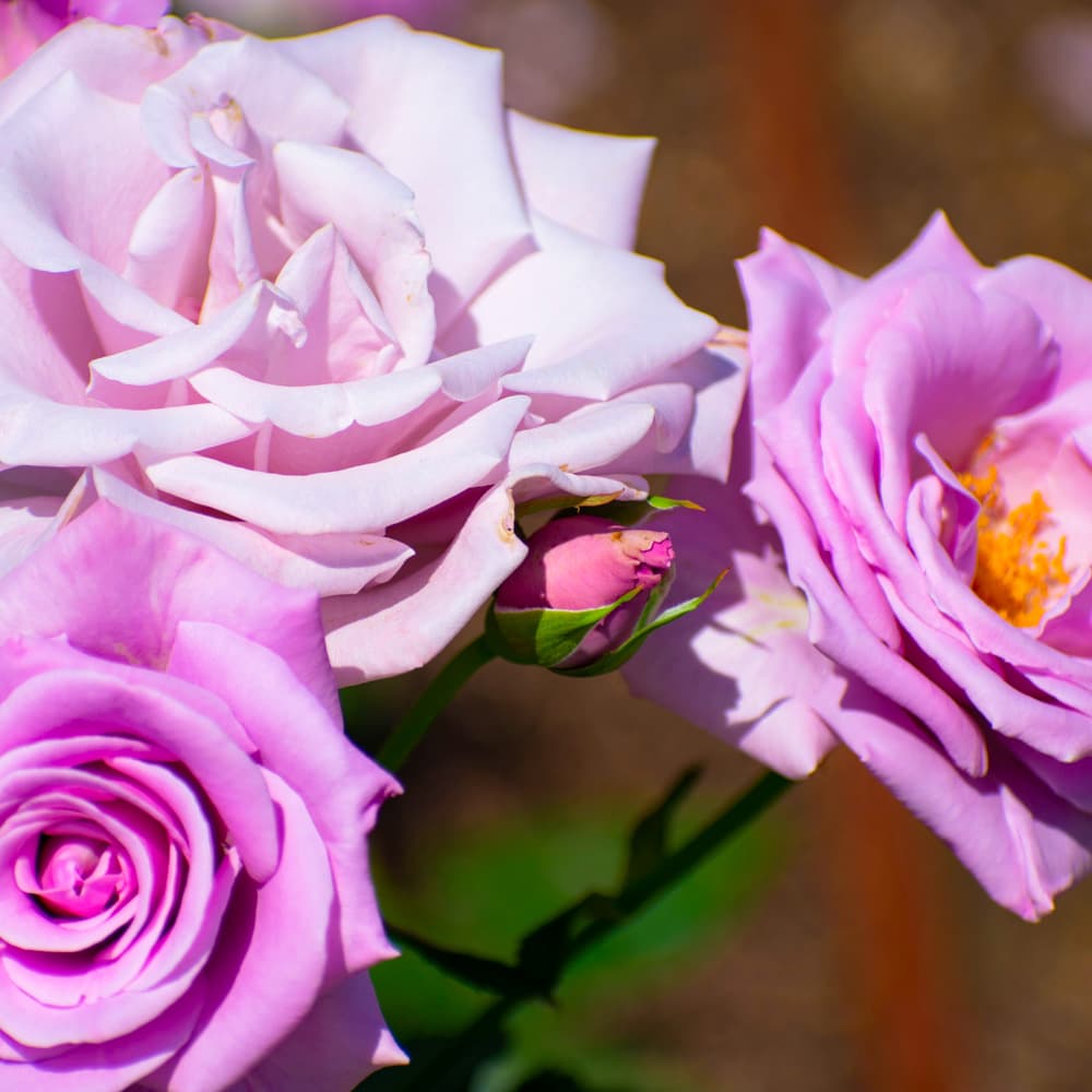 Nakanoshima Park & Rose Garden — 