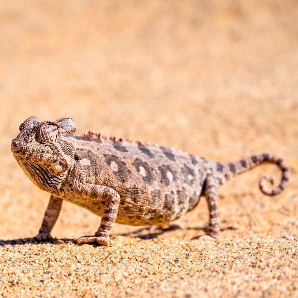Namibe Desert — 