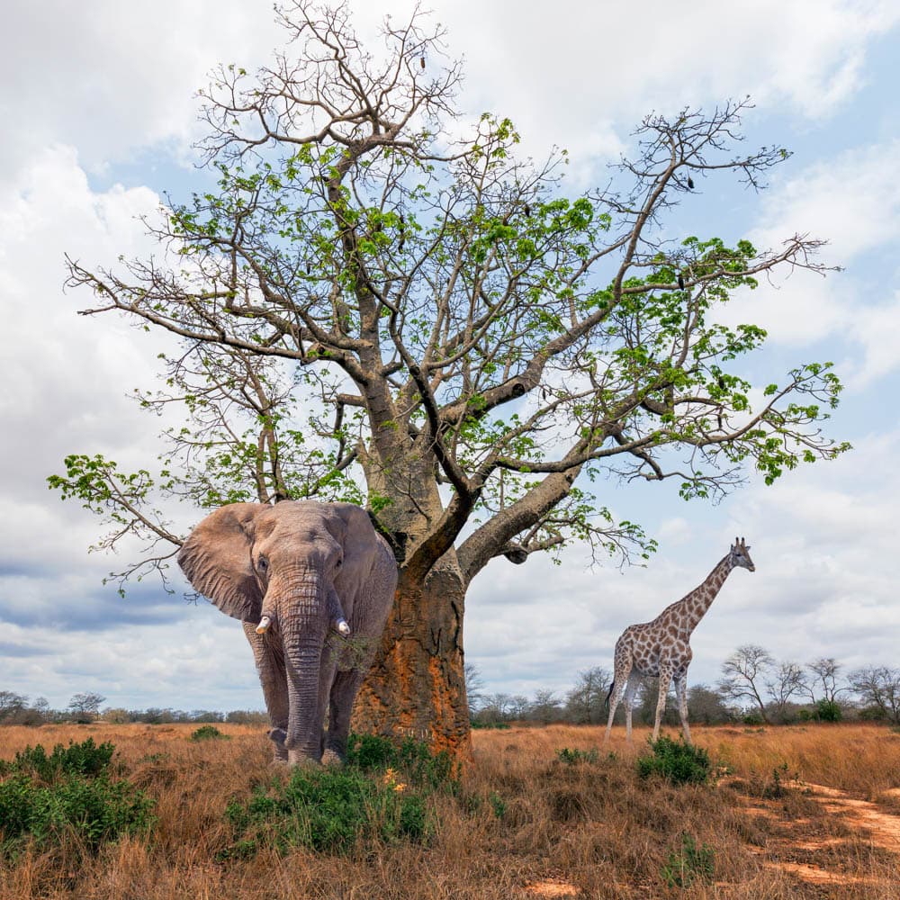 Kissama National Park — 