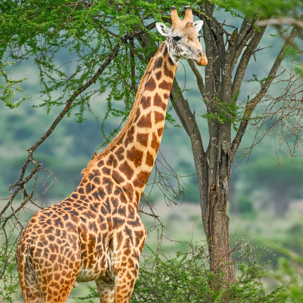 Kissama National Park — Angola, Africa